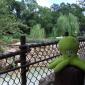 076 - Pupuce dans son jardin anglais