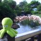 114 - Pupuce et les flamants roses de Sea World