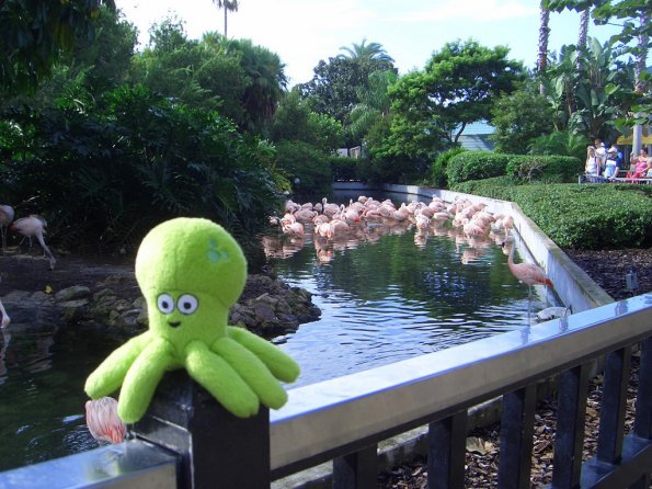 114 - Pupuce et les flamants roses de Sea World