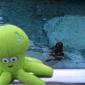 119 - Pupuce et les otaries