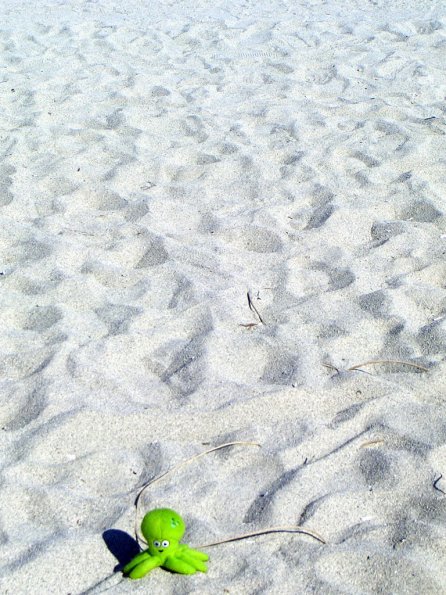 130 - Pupuce dans le sable miamien
