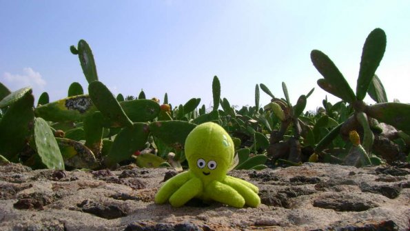 143 - Pupuce dans les champs de cactus 